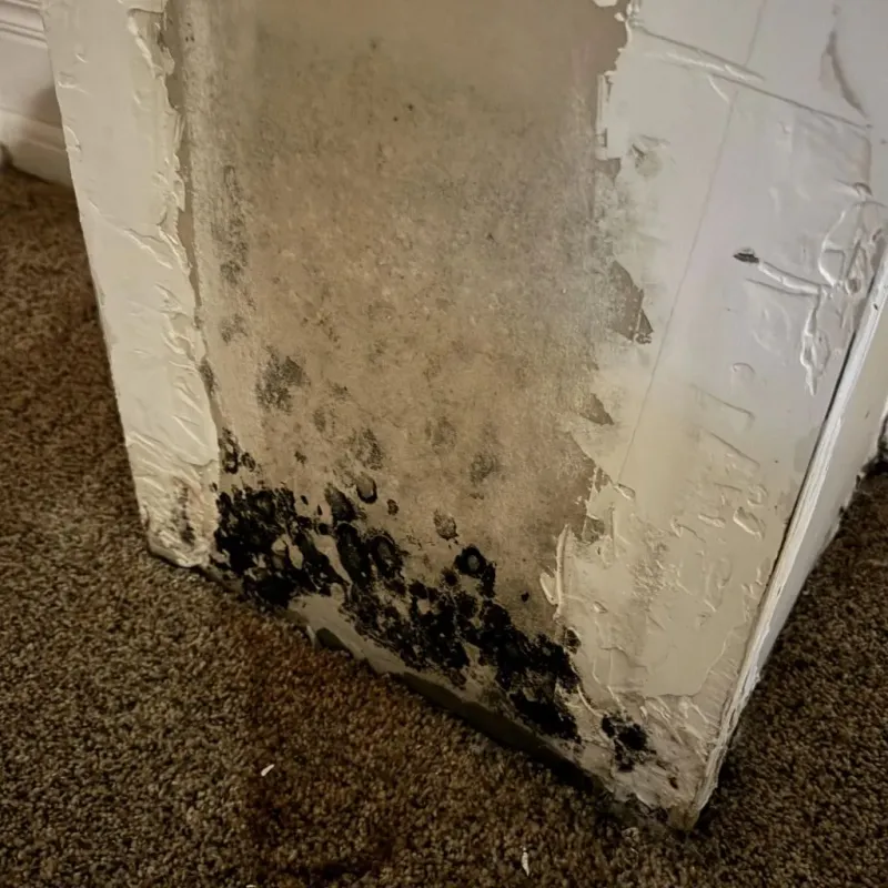 Professional Mold Removal in Angwin, CA